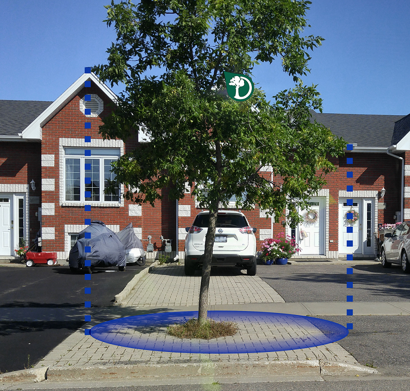 photo showing a visual representation of a dripline for an ash street tree